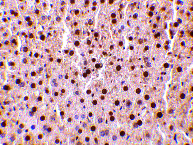 TRAF2 Antibody in Immunohistochemistry (Paraffin) (IHC (P))