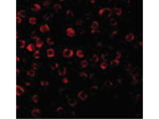 TRAF3 Antibody in Immunocytochemistry (ICC/IF)