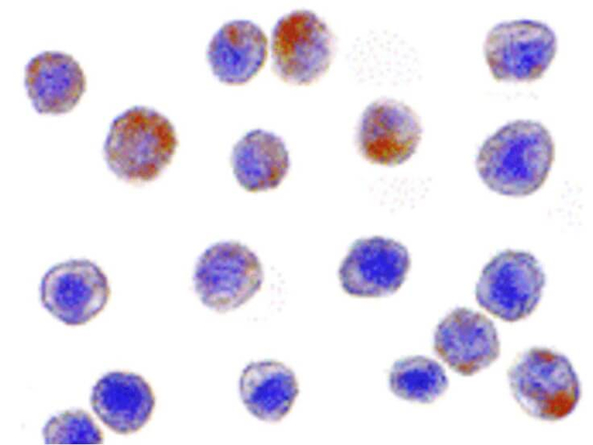 TRAF3 Antibody in Immunocytochemistry (ICC/IF)