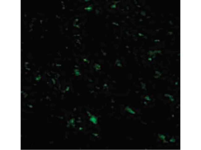 TRIAD3A Antibody in Immunocytochemistry (ICC/IF)