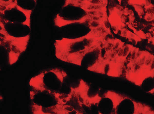 TRIM21 Antibody in Immunocytochemistry (ICC/IF)