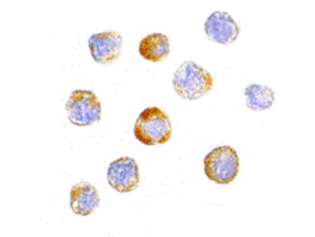 TRIM25 Antibody in Immunocytochemistry (ICC/IF)