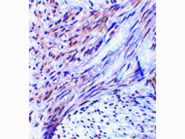 TRIM5 alpha Antibody in Immunohistochemistry (Paraffin) (IHC (P))