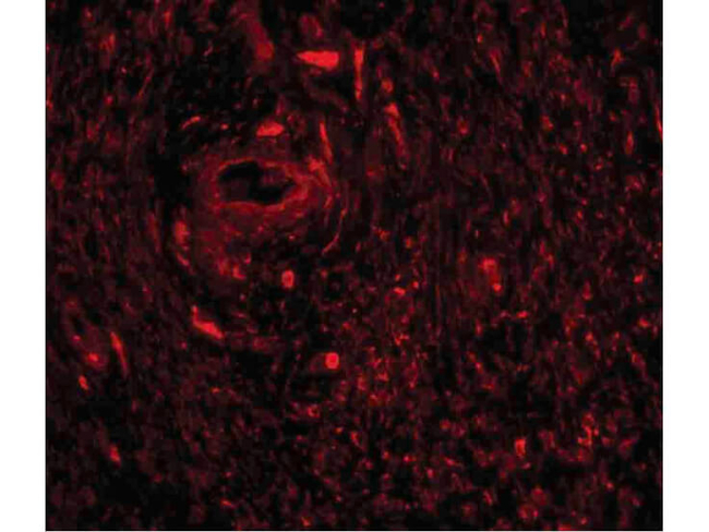 TRIM5 gamma Antibody in Immunocytochemistry (ICC/IF)