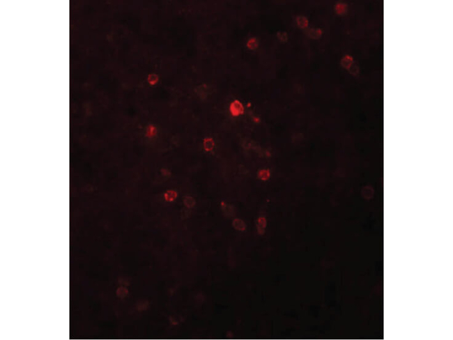 TSPAN9 Antibody in Immunocytochemistry (ICC/IF)