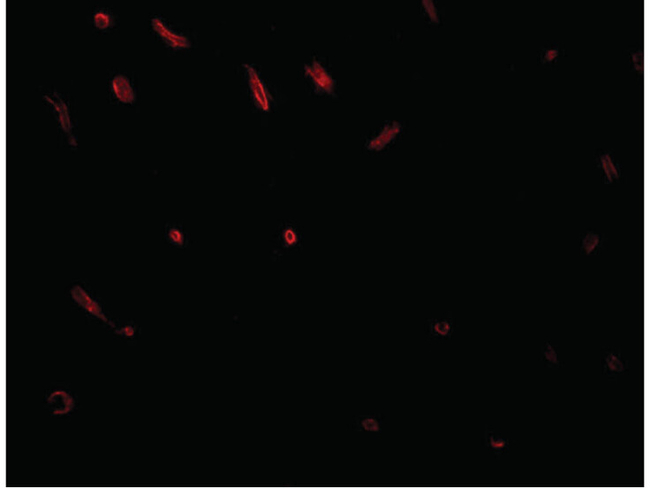 TWA1 Antibody in Immunocytochemistry (ICC/IF)