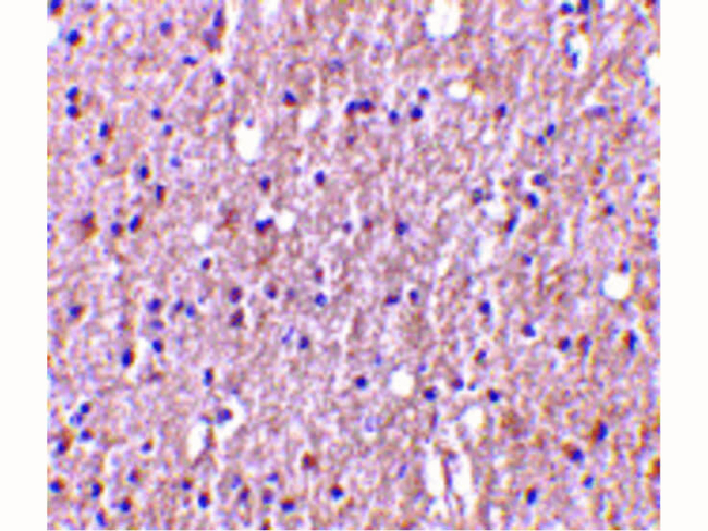 TWEAK Antibody in Immunohistochemistry (Paraffin) (IHC (P))