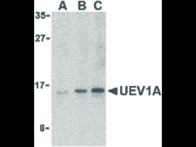 UEV1A Antibody in Western Blot (WB)