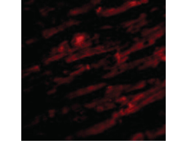 Unc93b Antibody in Immunocytochemistry (ICC/IF)