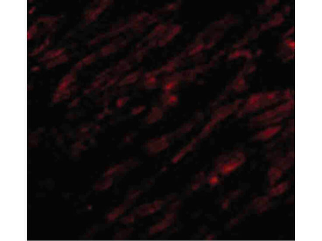 UNG1 Antibody in Immunocytochemistry (ICC/IF)