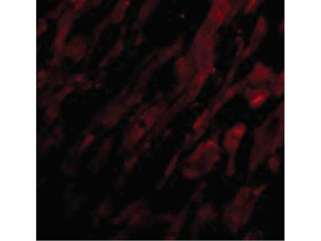 UNG1 Antibody in Immunocytochemistry (ICC/IF)