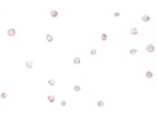 USP10 Antibody in Immunocytochemistry (ICC/IF)