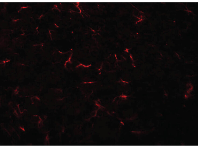 VENTX Antibody in Immunocytochemistry (ICC/IF)