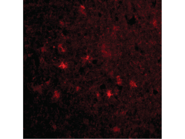 VISA Antibody in Immunocytochemistry (ICC/IF)