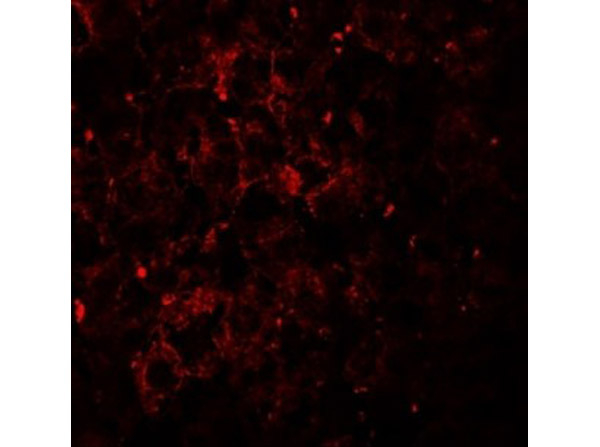 VPS39 Antibody in Immunocytochemistry (ICC/IF)