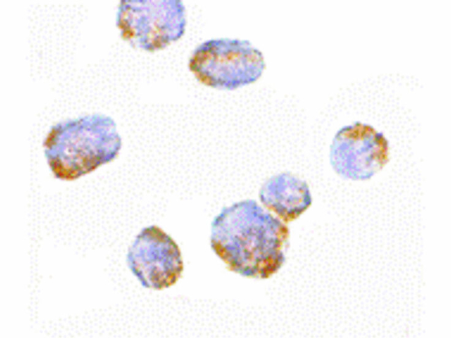 VPS53 Antibody in Immunocytochemistry (ICC/IF)