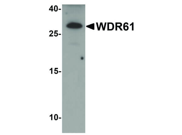 WDR61 Antibody in Western Blot (WB)