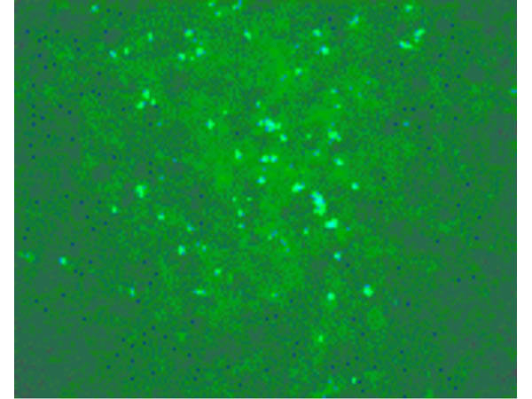 West Nile Virus Core Antibody in Immunocytochemistry (ICC/IF)