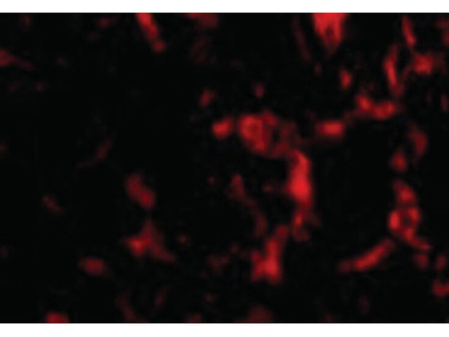 Wnt10a Antibody in Immunocytochemistry (ICC/IF)