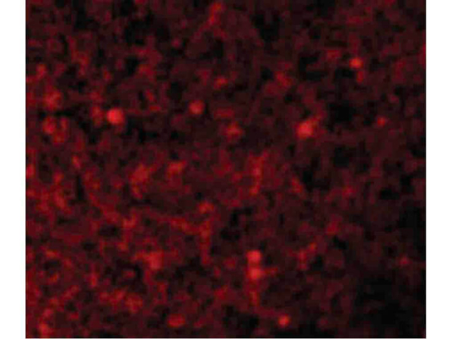 XAF-1 Antibody in Immunocytochemistry (ICC/IF)