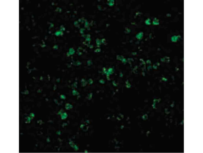 XAF-1 Antibody in Immunocytochemistry (ICC/IF)