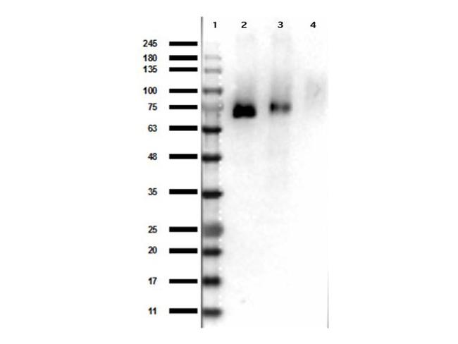 Phospho-RON (Tyr1353) Antibody in Western Blot (WB)