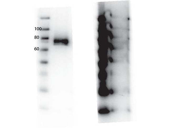 Phospho-RON (Tyr1360) Antibody in Western Blot (WB)