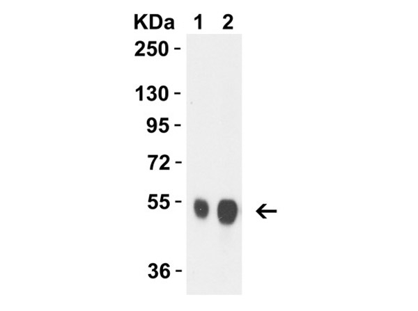 Avian Influenza Neuraminidase Antibody in Western Blot (WB)