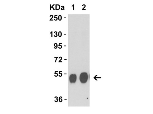 Avian Influenza Neuraminidase Antibody in Western Blot (WB)