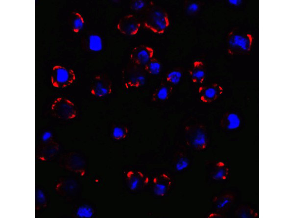 CX3CR1 Antibody in Immunocytochemistry (ICC/IF)