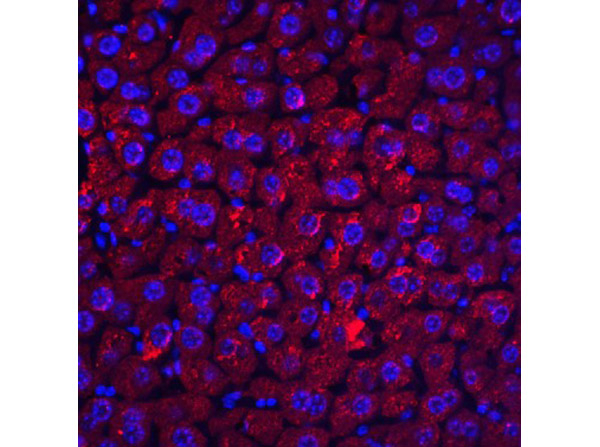 DEDAF Antibody in Immunocytochemistry (ICC/IF)