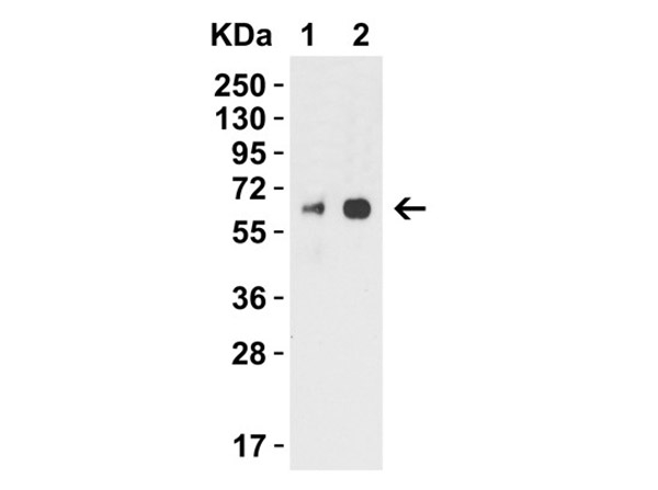 H1N1 Neuraminidase Antibody in Western Blot (WB)