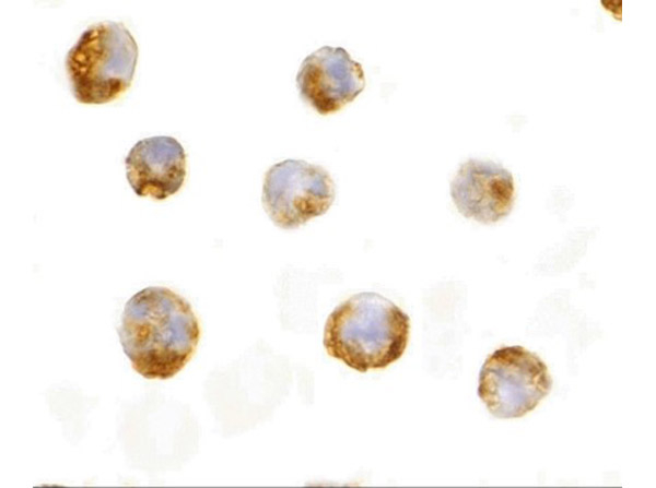 IL-23 Antibody in Immunocytochemistry (ICC/IF)