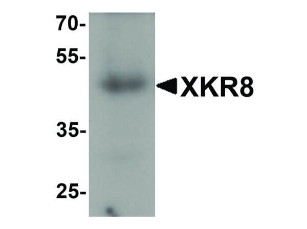 XKR8 Antibody in Western Blot (WB)