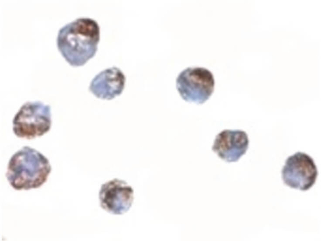 ZBED2 Antibody in Immunocytochemistry (ICC/IF)