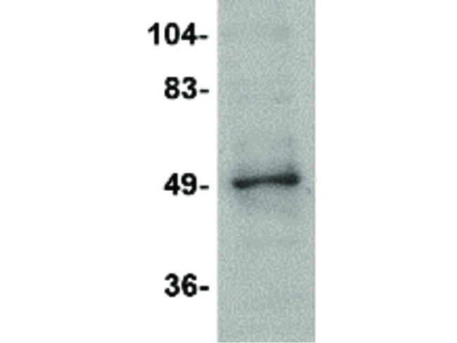 ZBTB2 Antibody in Western Blot (WB)