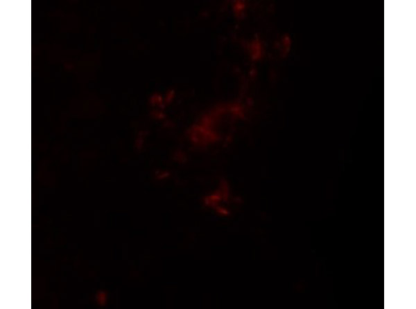 ZBTB5 Antibody in Immunocytochemistry (ICC/IF)