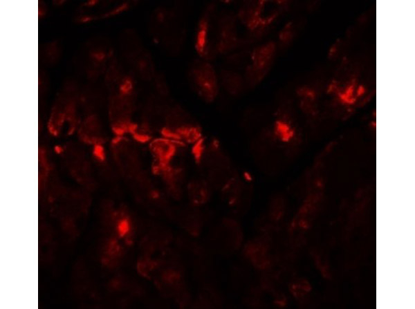 ZBTB9 Antibody in Immunocytochemistry (ICC/IF)