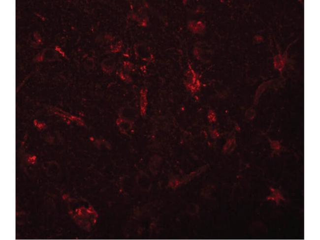 ZC3H12C Antibody in Immunocytochemistry (ICC/IF)