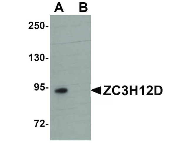 ZC3H12D Antibody in Western Blot (WB)
