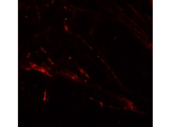 ZIP7 Antibody in Immunocytochemistry (ICC/IF)