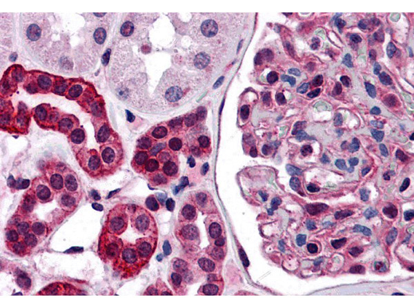 ZNF521 Antibody in Immunohistochemistry (Paraffin) (IHC (P))