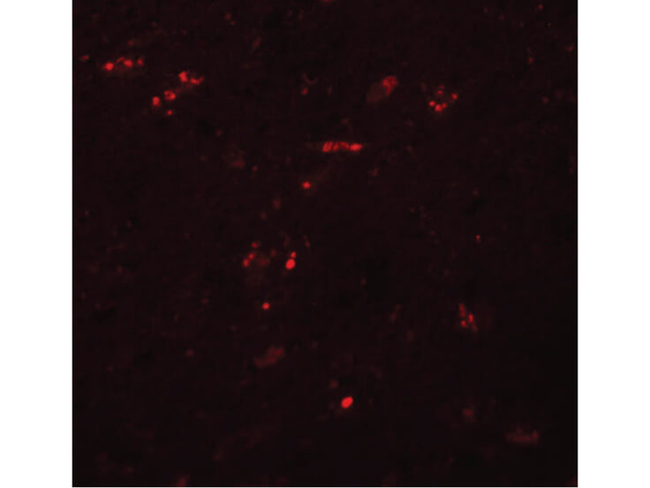 ZNF536 Antibody in Immunocytochemistry (ICC/IF)