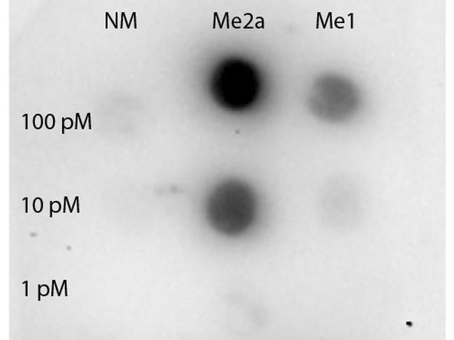 Methyl-STAT3 (Arg31) Antibody in Dot Blot (DB)