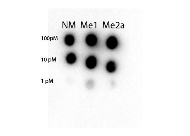 STAT3 (Internal) Antibody in Dot Blot (DB)