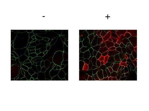 Phospho-JAM A (Tyr280) Antibody in Immunocytochemistry (ICC/IF)