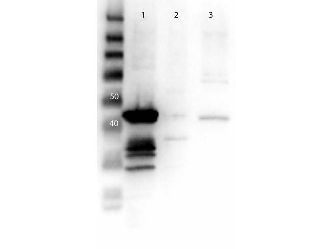 MEK1 N-Term Antibody in Western Blot (WB)