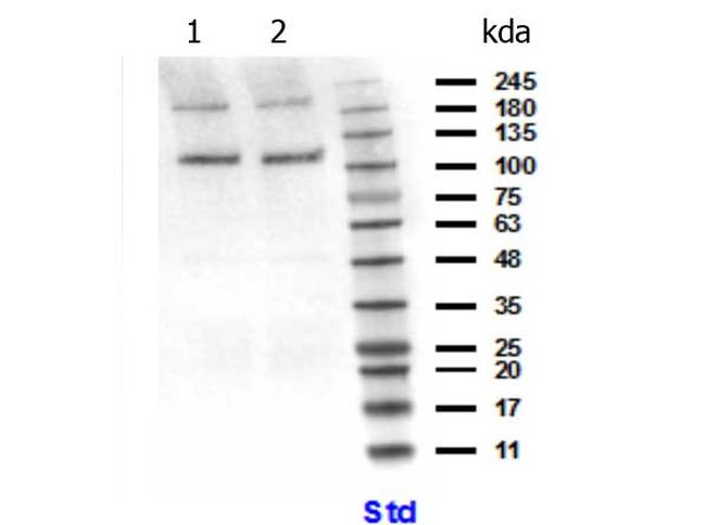 PIK3CB Antibody in Western Blot (WB)