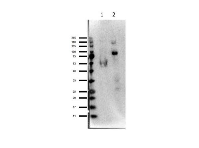 EZH1 Antibody in Western Blot (WB)