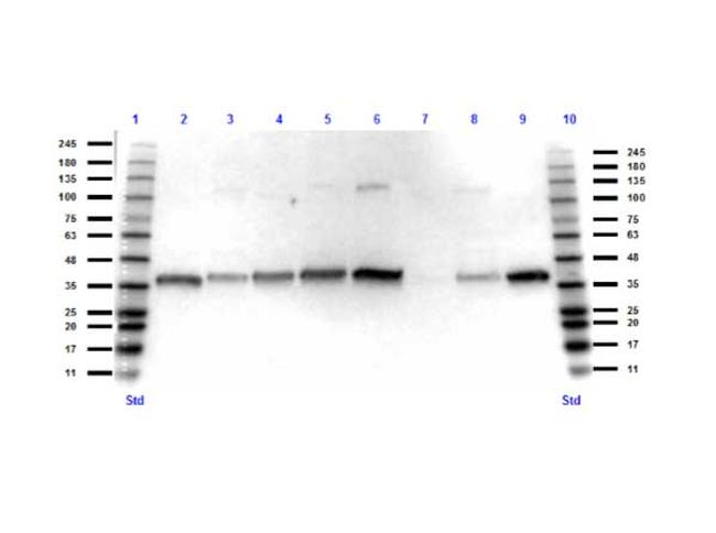 GAPDH Antibody in Western Blot (WB)